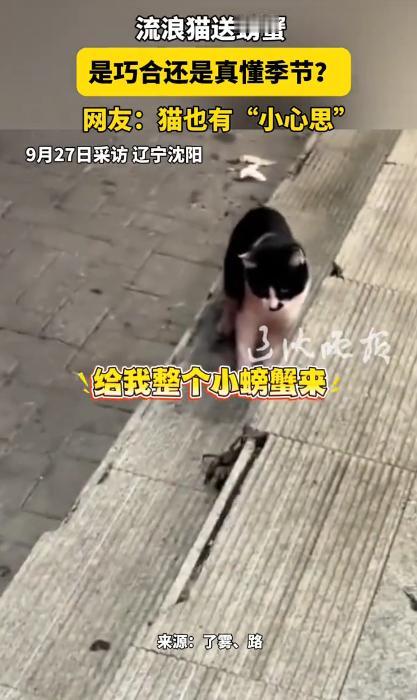 万物皆有灵性！9月25日，辽宁，饭店老板娘最近一直在投喂一只流浪猫，这不深夜突然