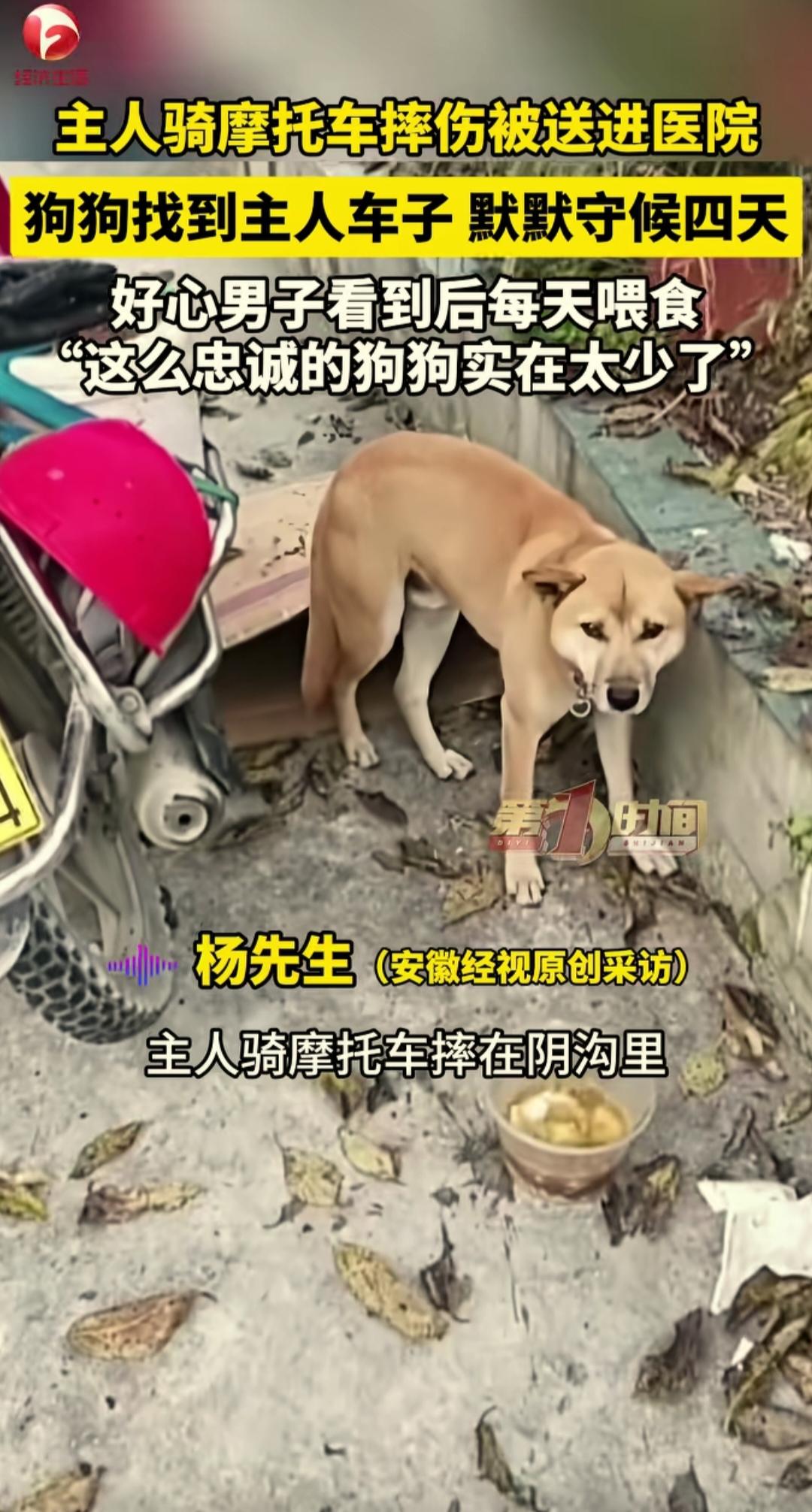 四川绵阳，一人骑摩托车摔伤住院了，他的狗子从山上下来找他。狗子找到了主人的摩托车