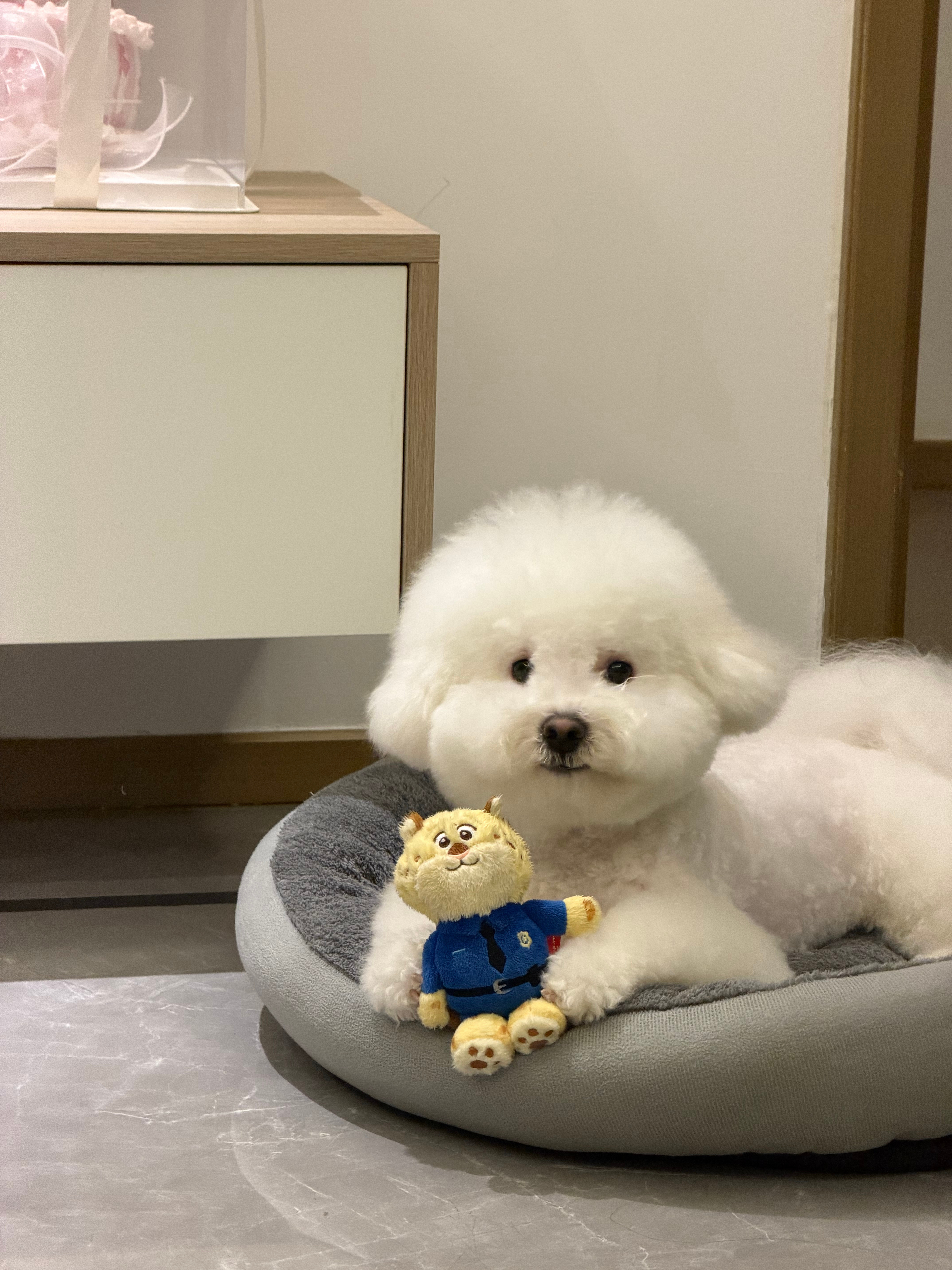 才发现今天的美容师给年糕默默剪了个微笑唇哈哈哈哈哈哈哈哈好萌呀​​​