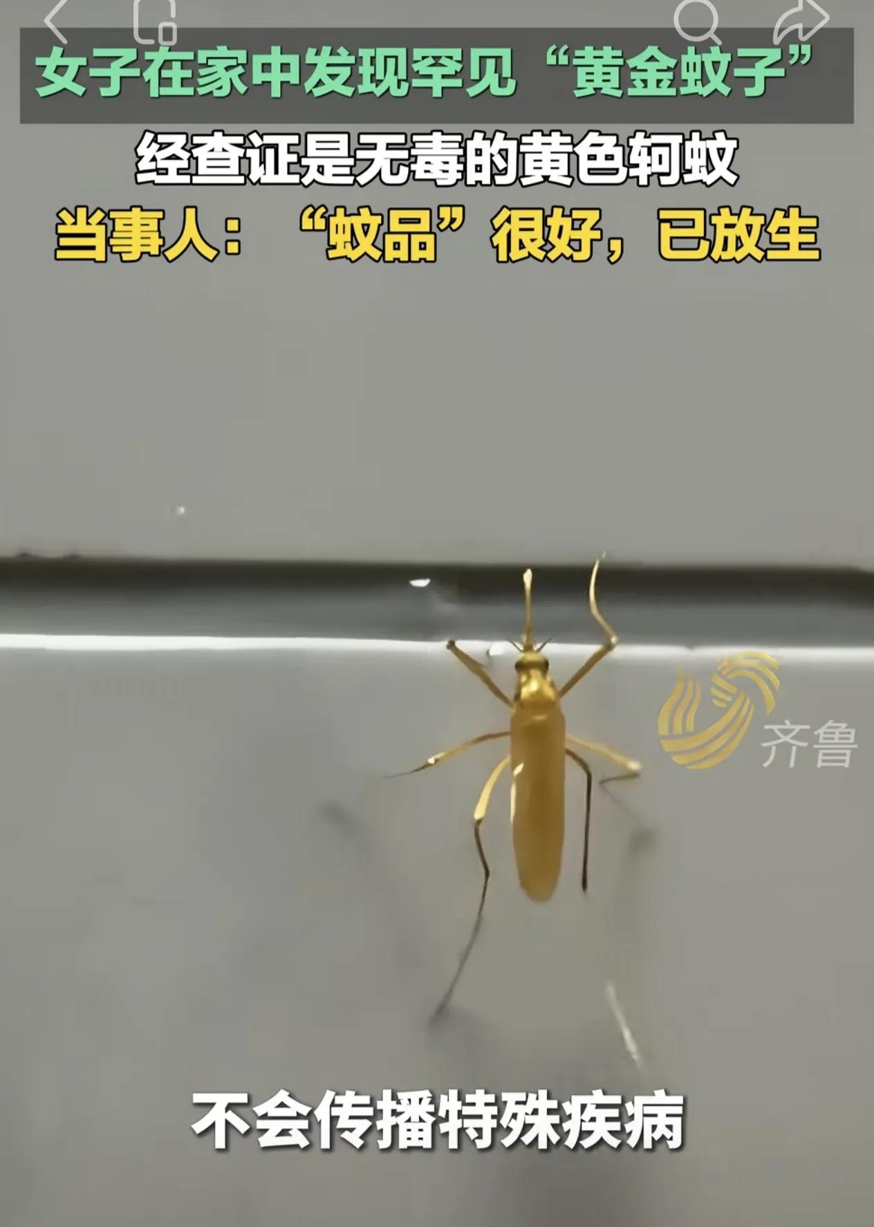 罕见！女子在家发现一只“黄金蚊子”，普通蚊子灰扑扑的像个跑龙套的，但这位浑身金黄