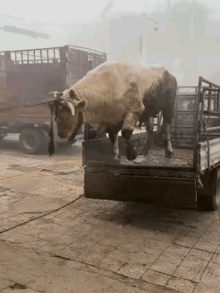 破防！牛被硬生生拖下车摔翻，四脚朝天的模样太揪心刷到一段视频，看完心里堵得