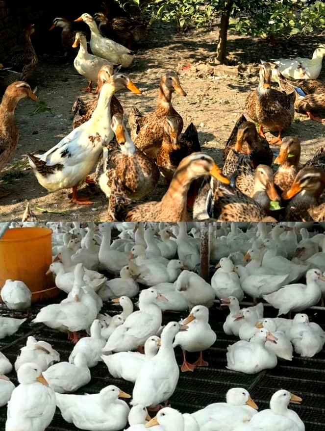 20一只的烤鸭，之所以卖这么便宜，不是它用的病鸭，也不是激素超标，而是在