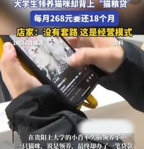 大学生领养猫咪却背上了“猫粮贷”，店家回应：没有套路，这是经营模式当“免费领