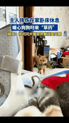 浙江一位男子意外摔伤，只能在家卧床静养，行动十分不便。平日里陪伴自己的家养土