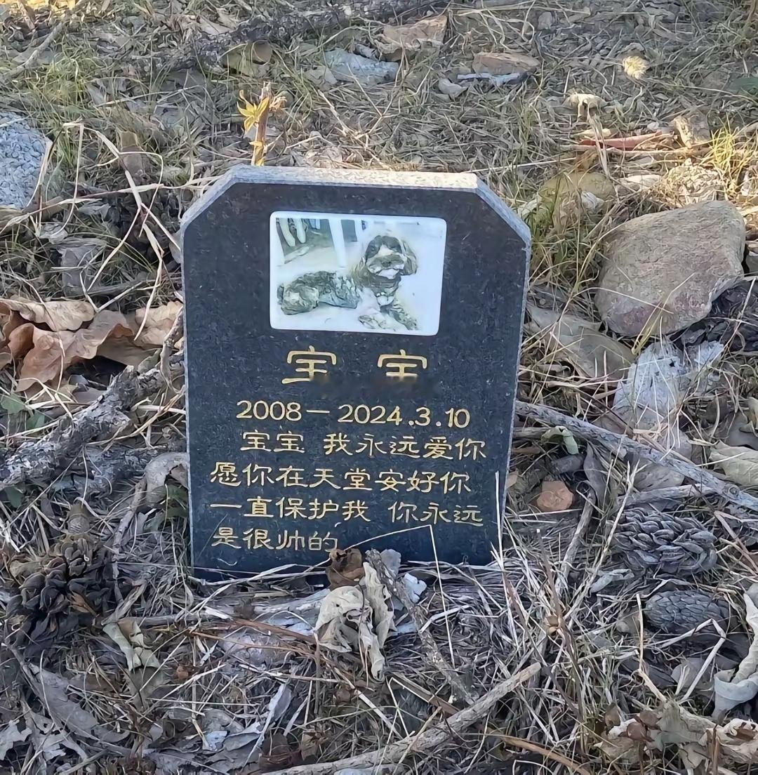 现在连动物都有墓碑了吗？