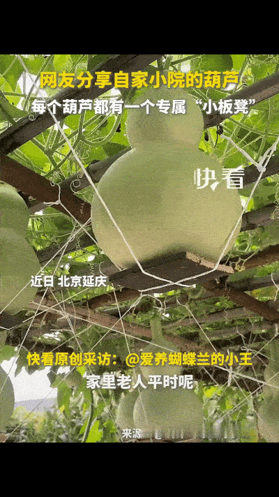 大开眼界！”北京一小院里，葫芦个个长势惊人，主人怕葫芦长的太大挂不住，就为了给葫
