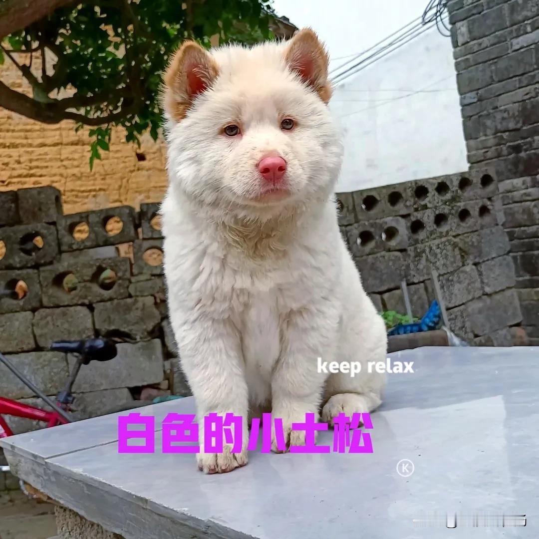 前段时间在网上，关注了一位在广西做田园犬代淘的博主，拜托他帮我寻找一只白色的土松