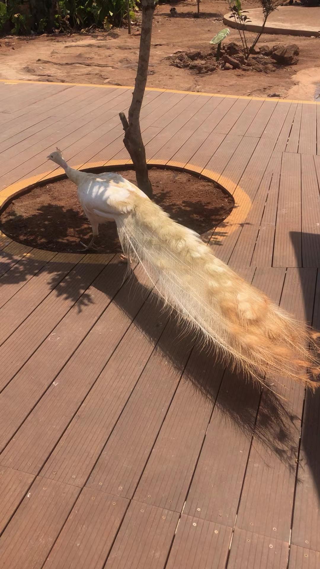 当我看到那只美丽的白色孔雀时，真觉得它像极了一幅刺绣。它洁白的羽毛细腻又有光泽，