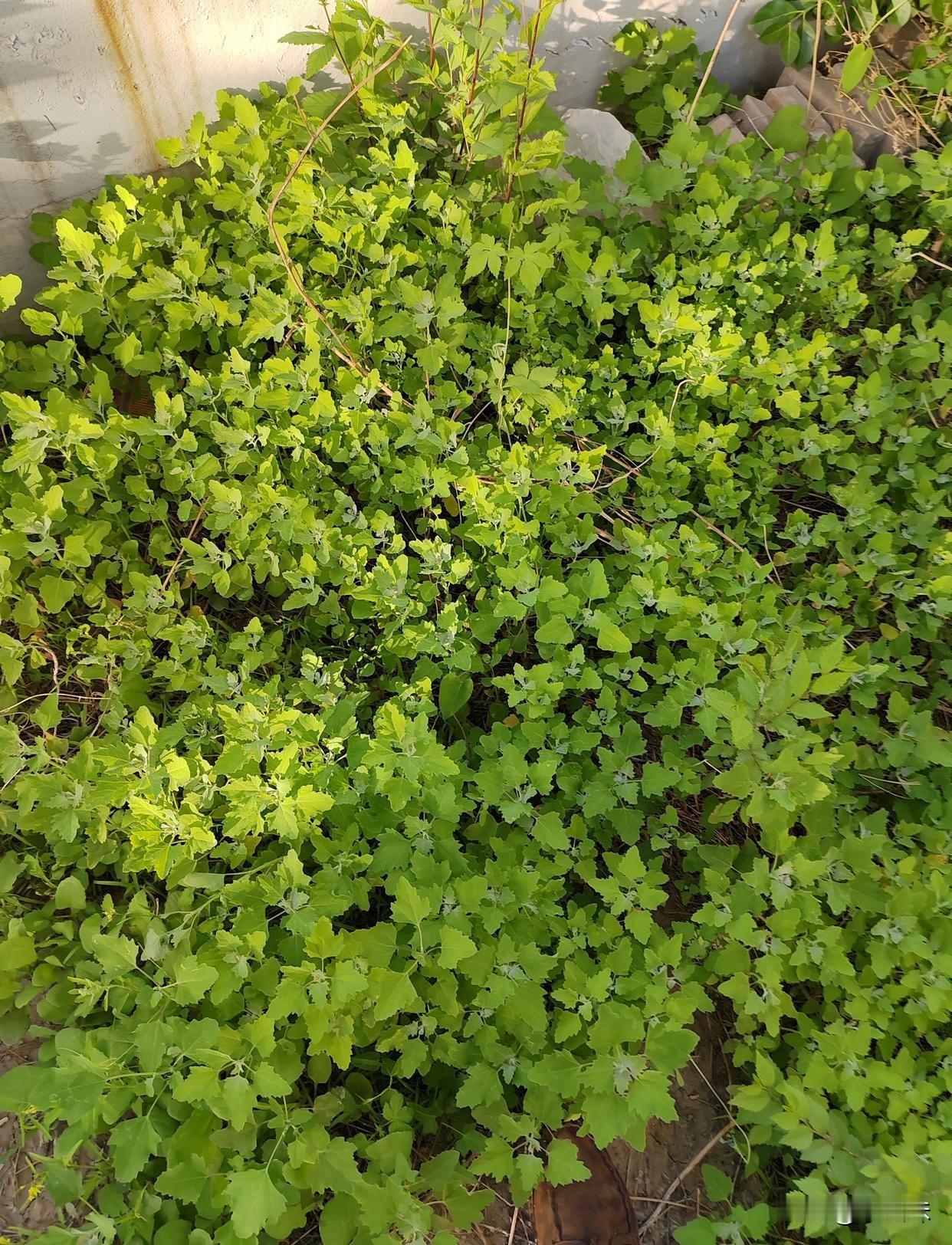 当下正是吃野菜的季节，今天出去采了一些，回来拌着吃，不知道你们那地方叫这种菜叫什