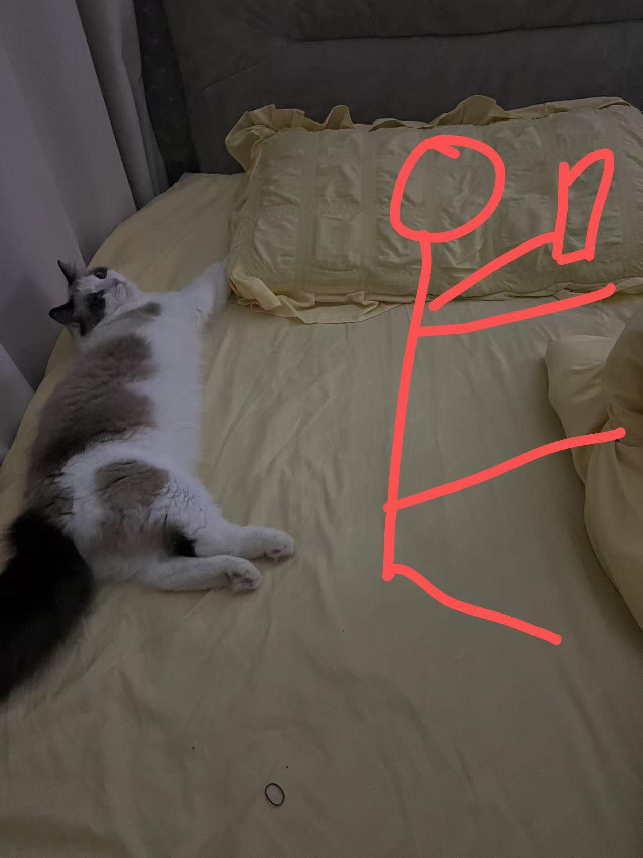 布偶猫