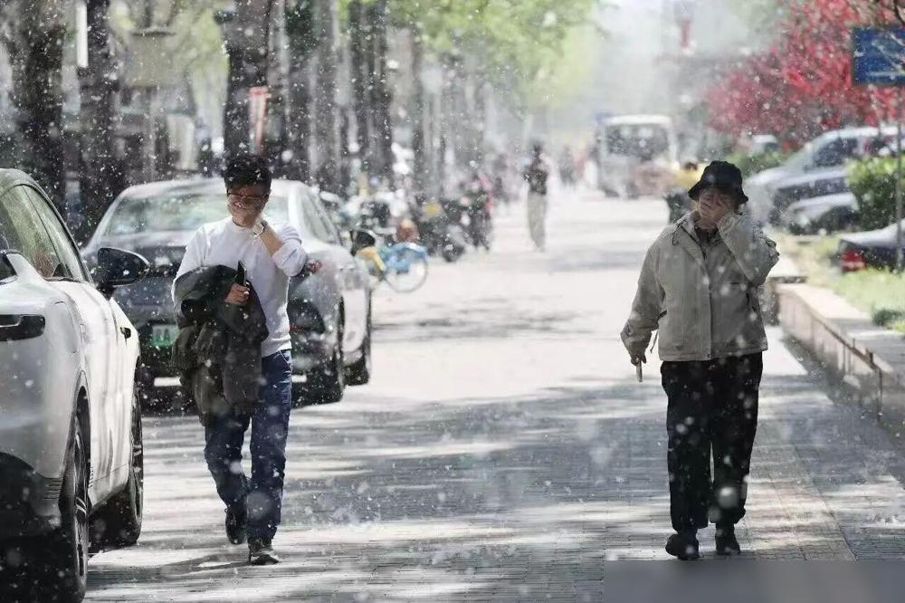 杨树毛什么时候结束？根据北京市气象部门的预测，今年的杨柳飞絮期将持续到5月下旬结