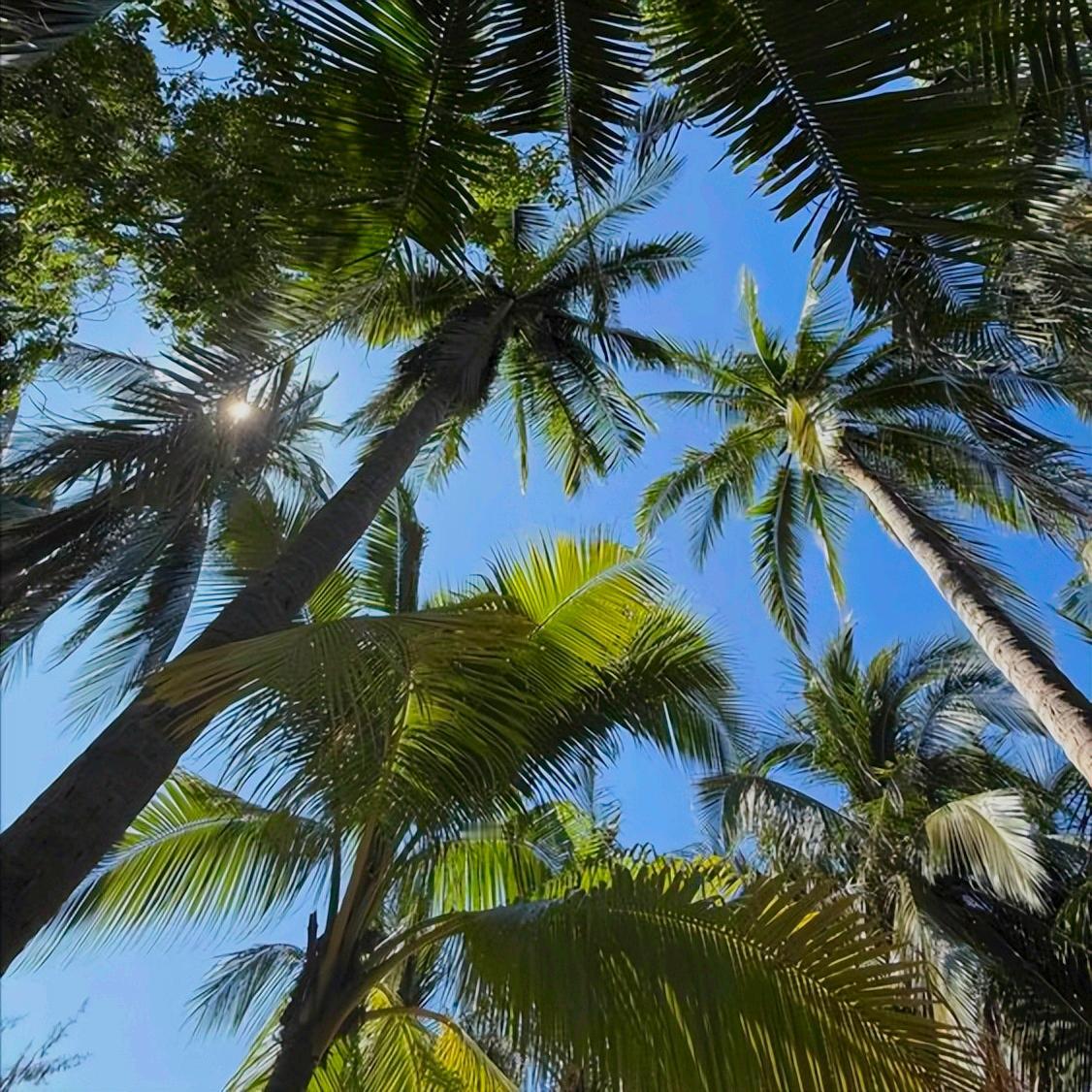 海南老罗  贪腐1.13亿  15年牢狱之灾  最可恨之处 12月9日