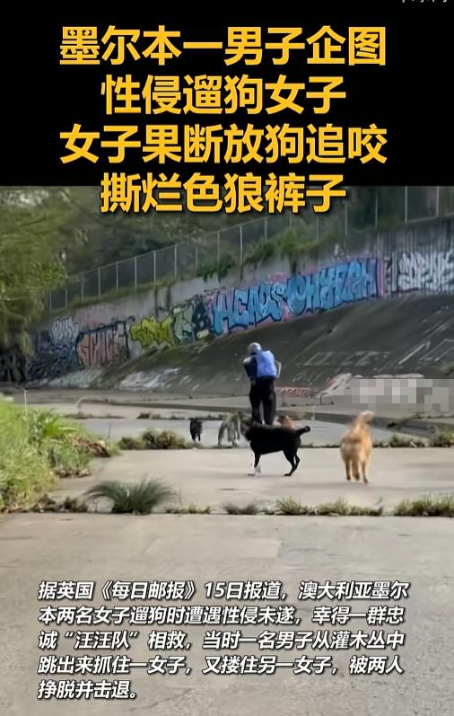 2026年7月，澳大利亚墨尔本。一段遛狗视频把网友看愣了：陌生男子靠近，几只狗先