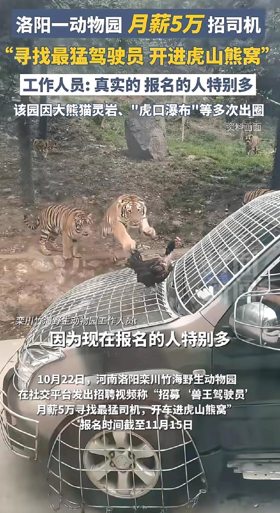 河南洛阳栾川竹海野生动物园发视频招“兽王驾驶员”，月薪5万，要开车进虎山熊窝带游