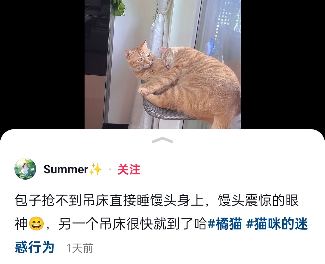 哈哈哈猫猫震惊