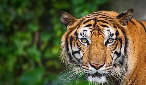 冷知识是全球75%的野生老虎和亚洲仅存的狮子在印度。印度的老虎保护确实走出了