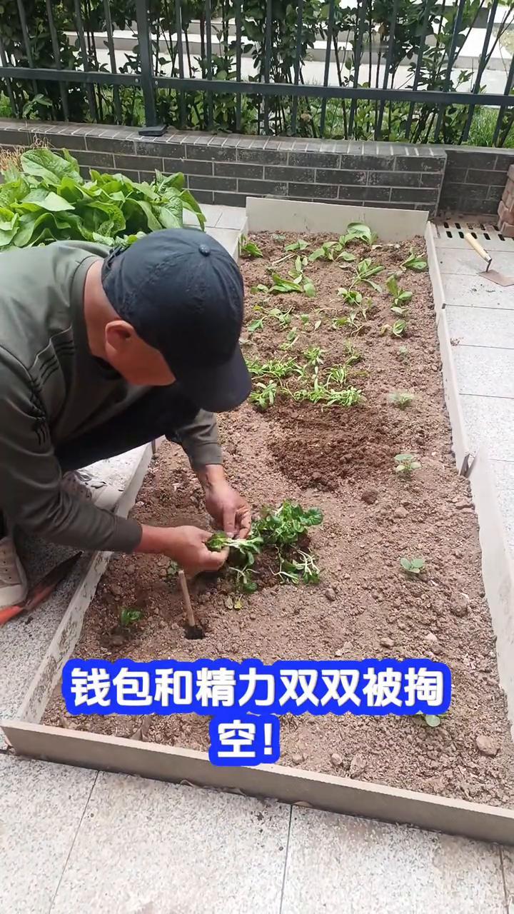 种地？别碰！种地别碰！买苗、买种、买肥料，农药还得无限续，钱包和精力双双被掏空