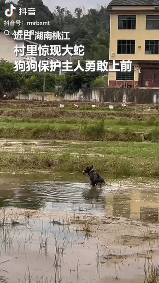 “这只护主的狗狗火上人民日报了！”湖南，一位大叔在水田边干得正起劲，突然一条蛇毫