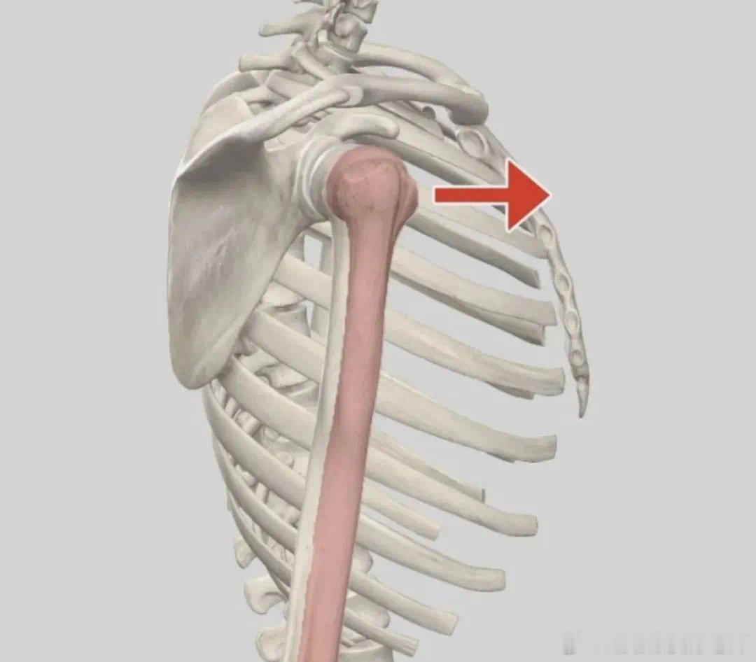 肱骨前移【纠正肱骨前移】肱骨前移和圆肩驼背有什么区别？为什么会出现肱骨前移，又