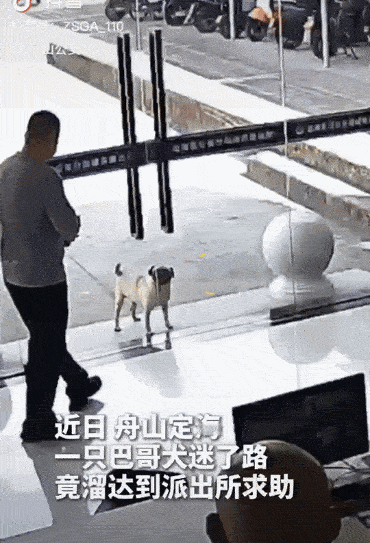 “太有灵性了!”浙江舟山,正在认真办公的民警,听到了拍玻璃的声音。他们抬头一看