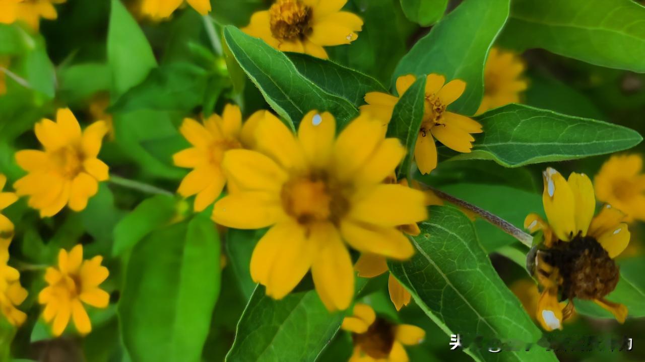 出现脑梗前兆该怎么做关于“脑梗前兆如何应对”这个大众高频疑问，很多朋友都有