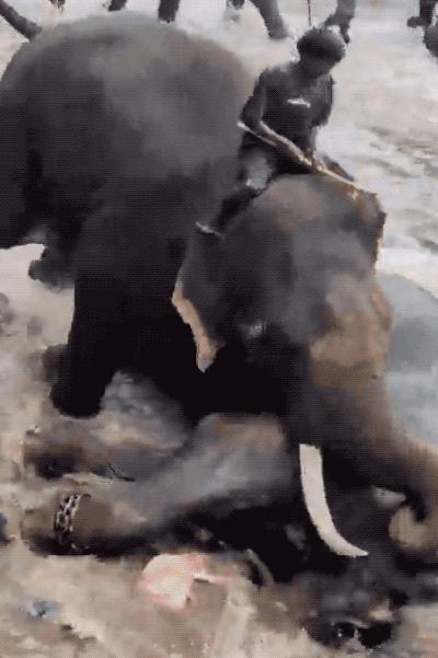 两头训练有素的大象，在浅滩里突然反目。几吨重的庞然大物轰然倒下，正好压住一个33