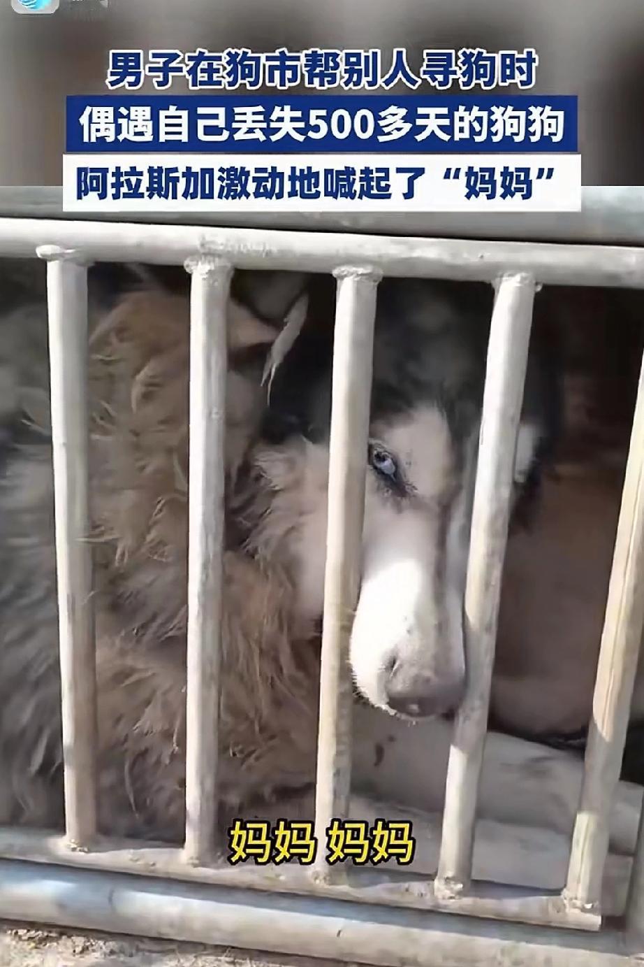 男子在狗市帮别人寻狗时，偶遇自己丟失500多天的狗狗！男子发现丟失