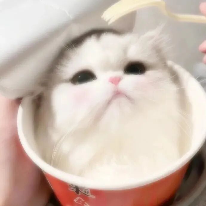 萌宠头像|小猫咪