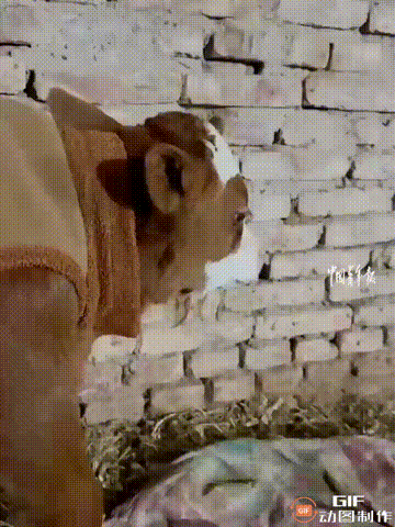 看哭了！宁夏吴忠一只母牛因为难产去世，刚出生3天的小牛吃不下睡不着，站在墙角默默