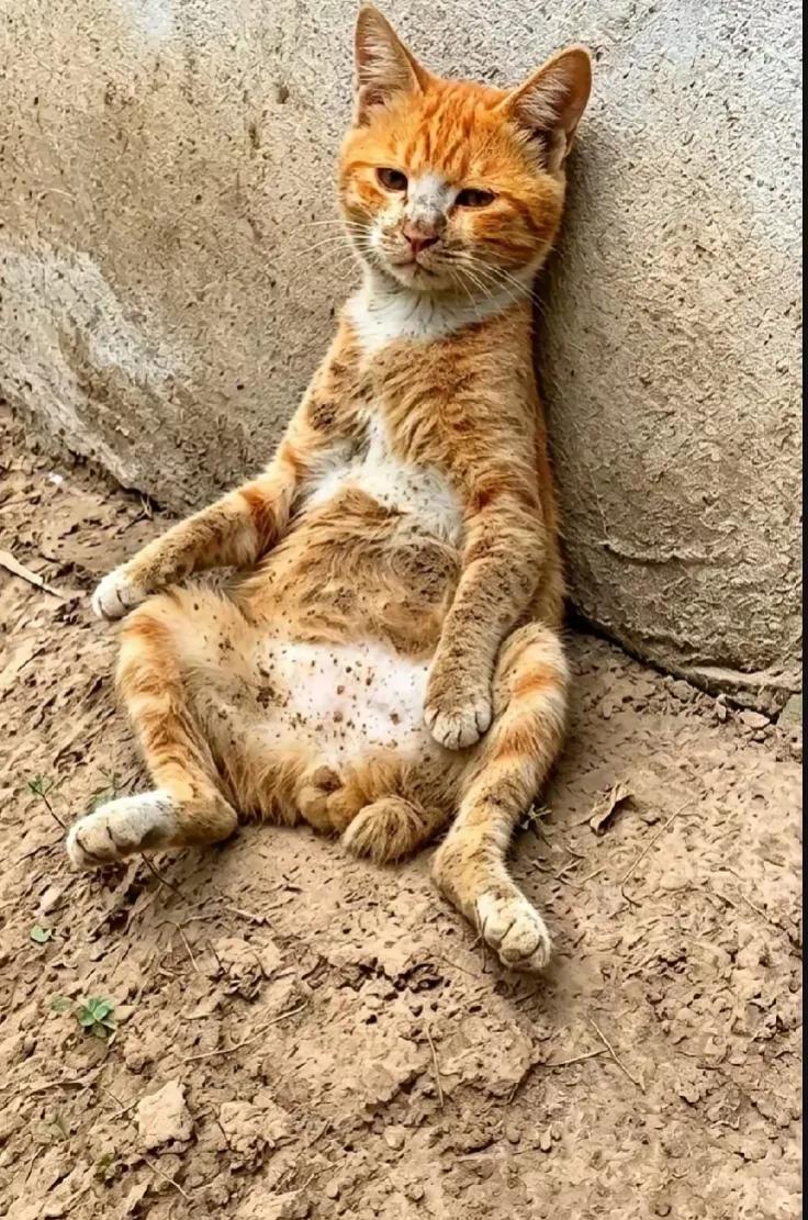 我家三花猫从外面领了一只公流浪大橘猫回家，我不想养两只猫，把大橘猫赶了出去。每天