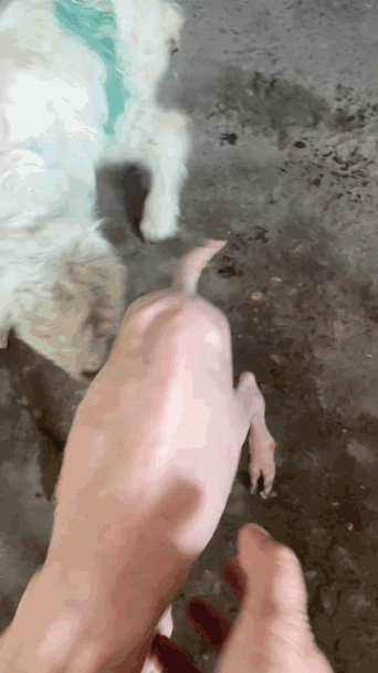 太稀奇了！果真是“龙生九子，各有不同”。新疆养殖户崔女士家的