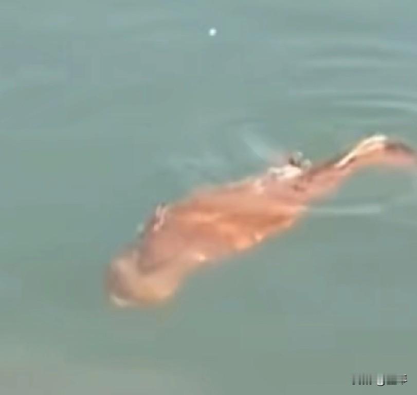 宜宾三江口惊现“江底巨兽”！😯哈哈哈哈哈，这只晒太阳的娃娃鱼太好玩，把