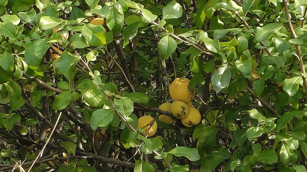 活了几十年，今天才知道原来玫瑰花也会结果，而且味道还不错甜美多汁前几天去到