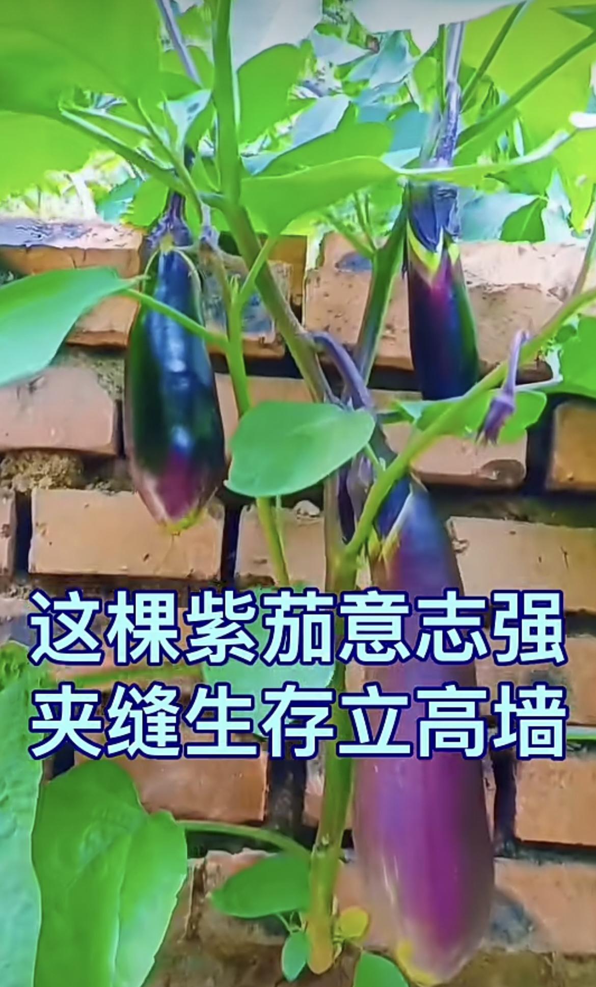 我的今日状态：😁轻松愉快我这里的天气：☀️晴天老房墙壁上的这棵紫茄意志强[