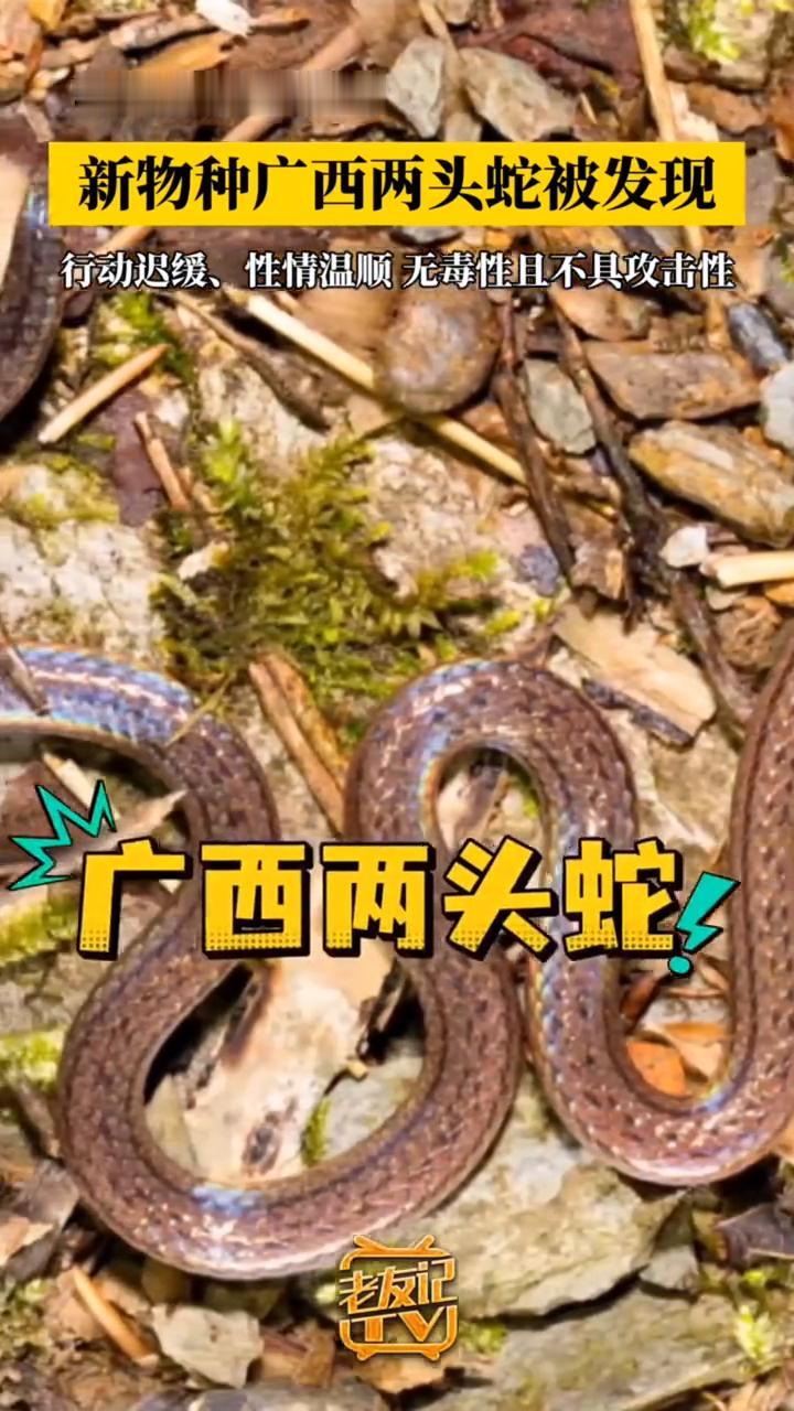 新物种广西两头蛇被发现。5月6日中新网报道：近日广西花坪国家级自然保护区境内发