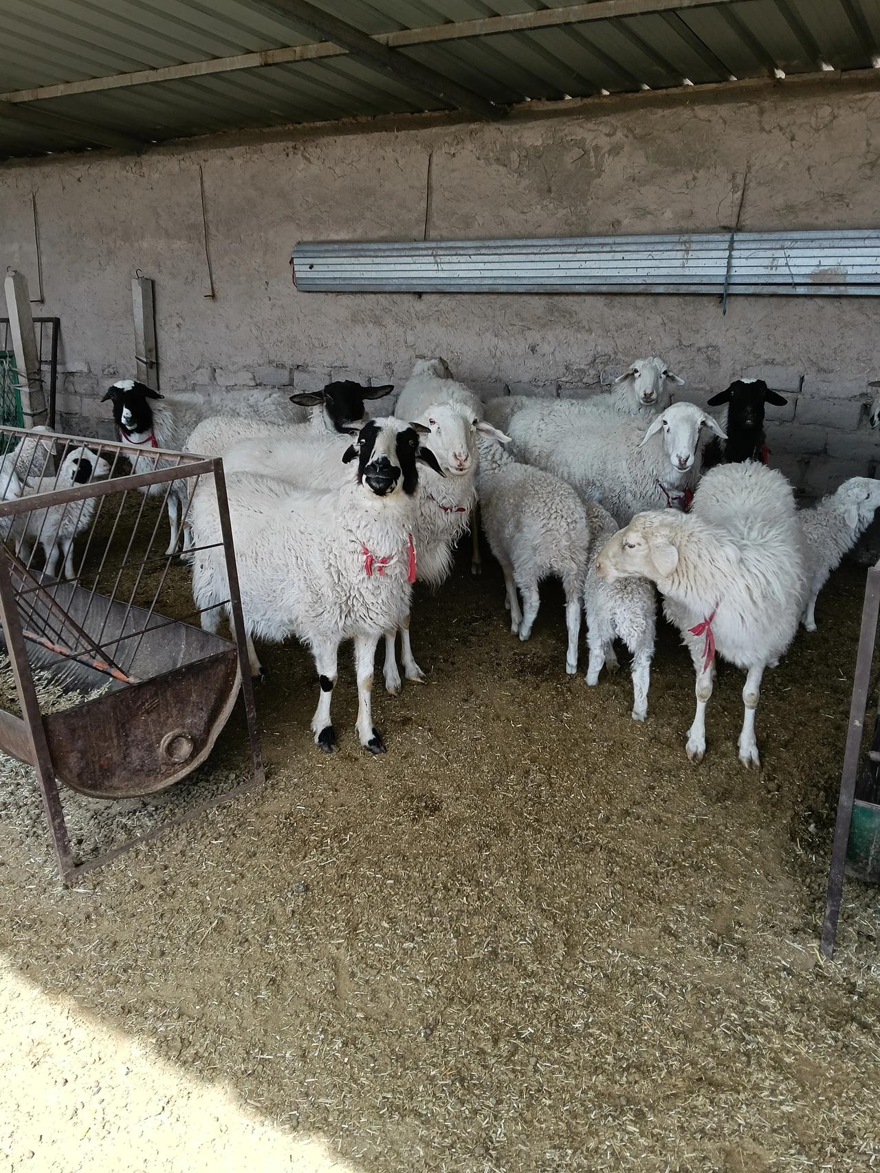 养羊时草伴湿喂好，湿喂能让羊吃得快，湿草料适口性好，羊更爱吃。相比干喂，湿喂的草