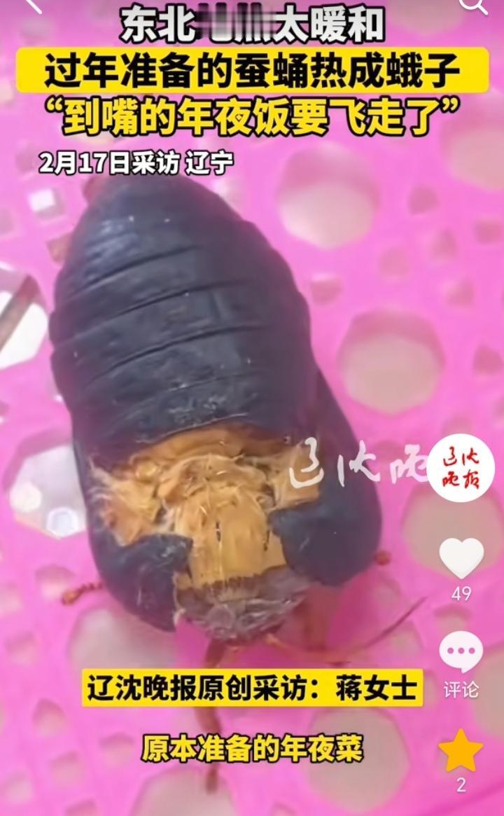“到嘴的年夜饭要飞走了”！辽宁，女子发视频称，原本准备的年夜菜，结果因为东北屋里