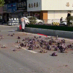 青岛，一名女子将绿化带里种植的植物尽数拔光，其动作之迅速，令路过的行人都感到诧异