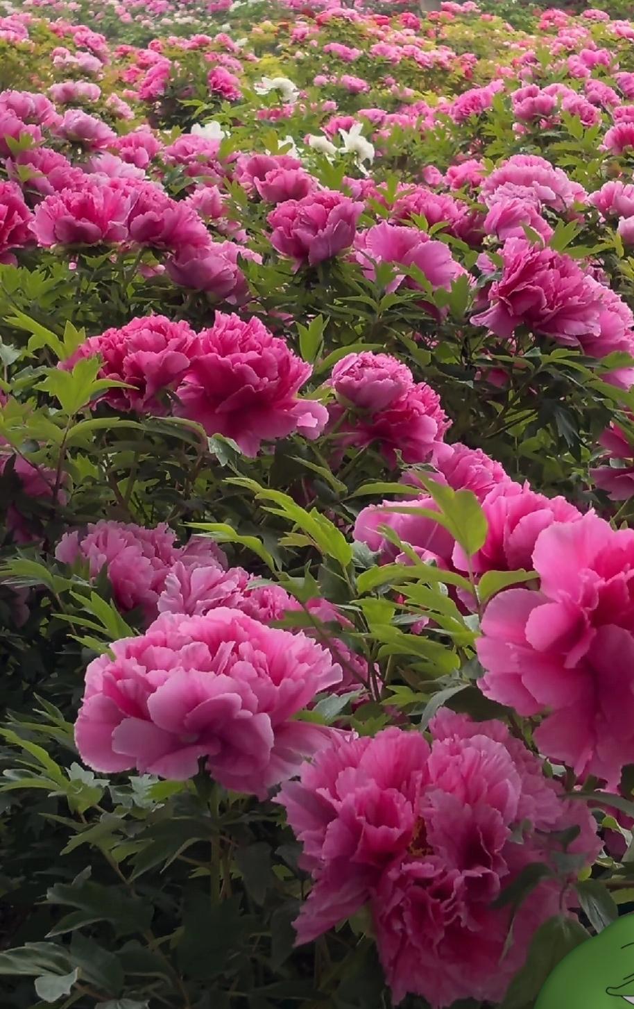 手机上谁有牡丹花图片随手拍～