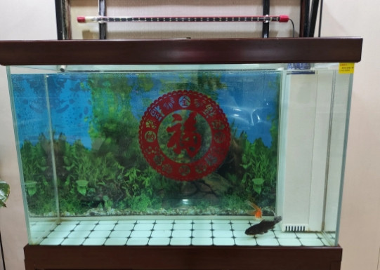 把单位的鱼缸积攒了一年多的污垢给洗干净，结果第二天一看……