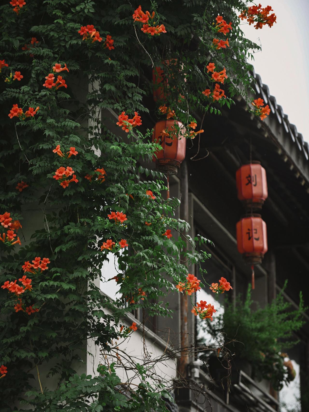 雨歇青砖润一墙凌霄，橙红垂瀑风过，瓣落无声花影探巷，旧墙生香南京慢，不赶