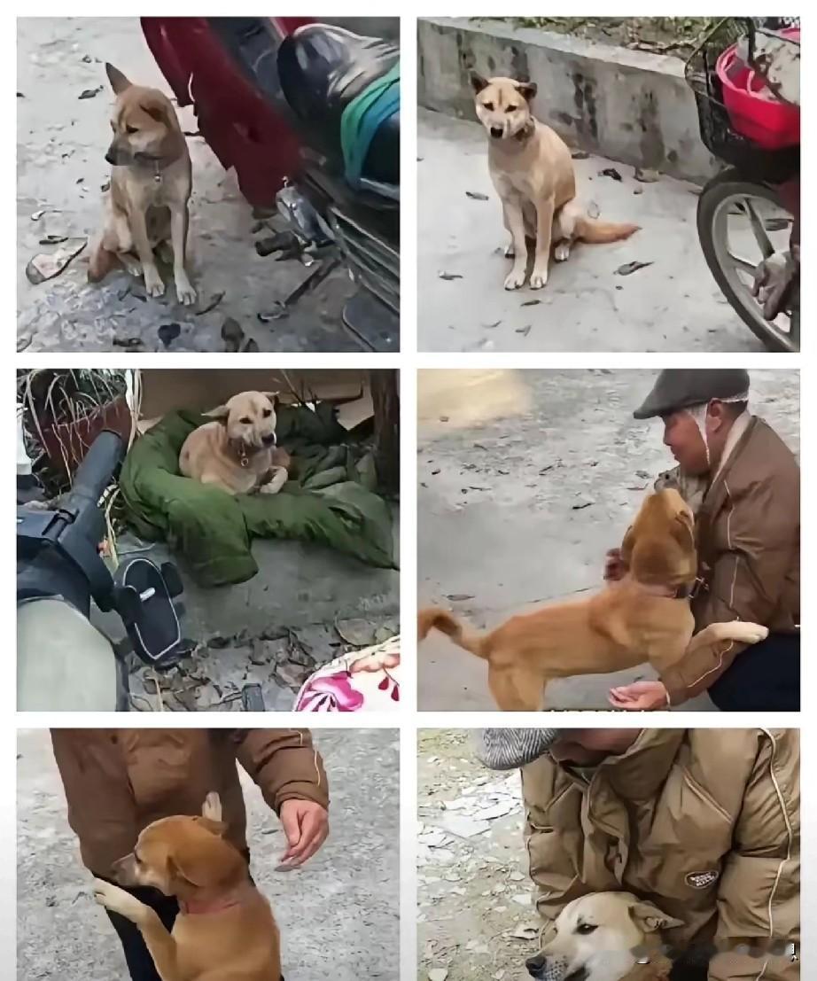 果然，老祖宗严选的大黄就是好！一男子下山骑摩托给狗买狗粮，一不小心摔