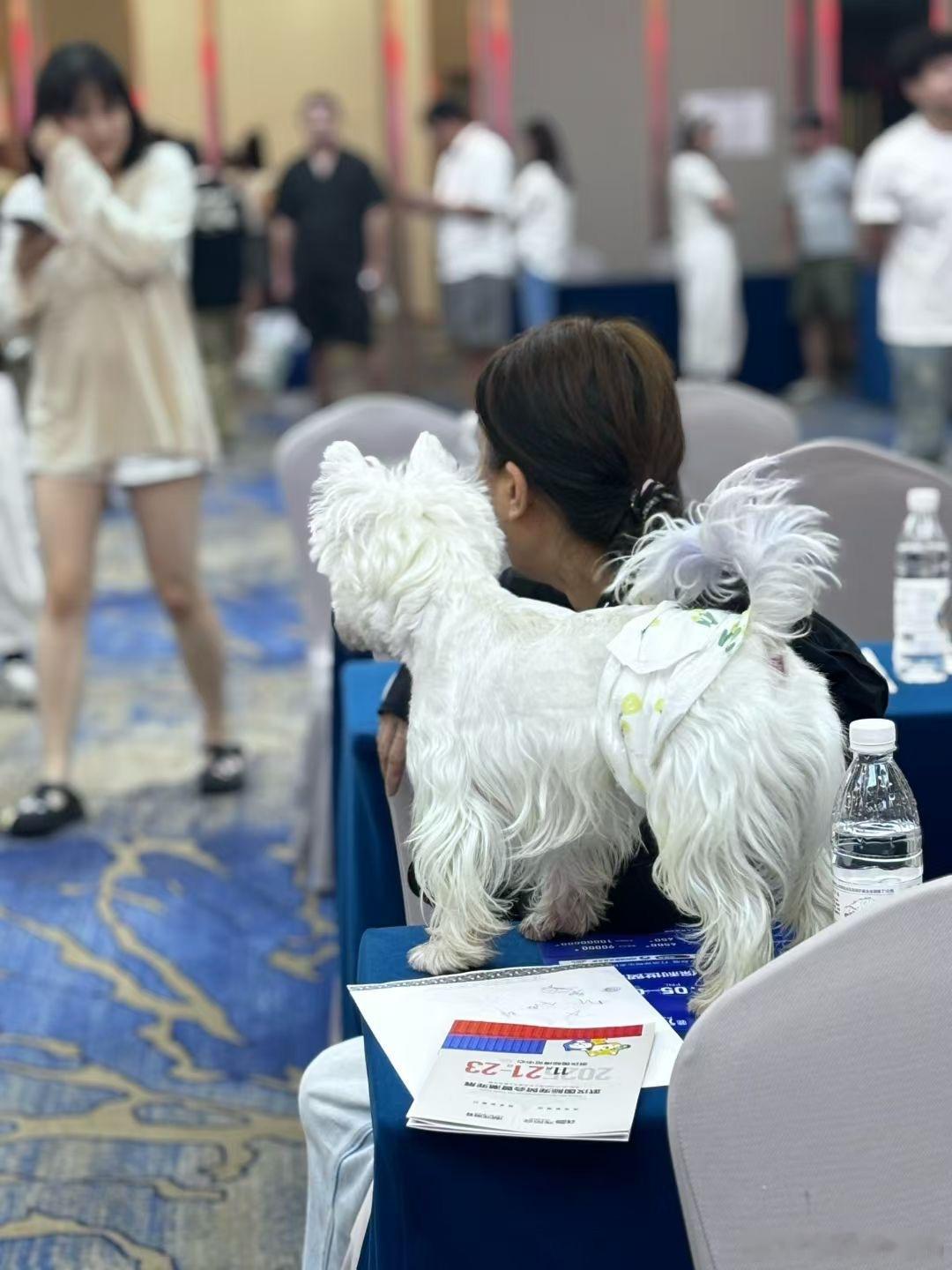 可爱的狗狗们​​​