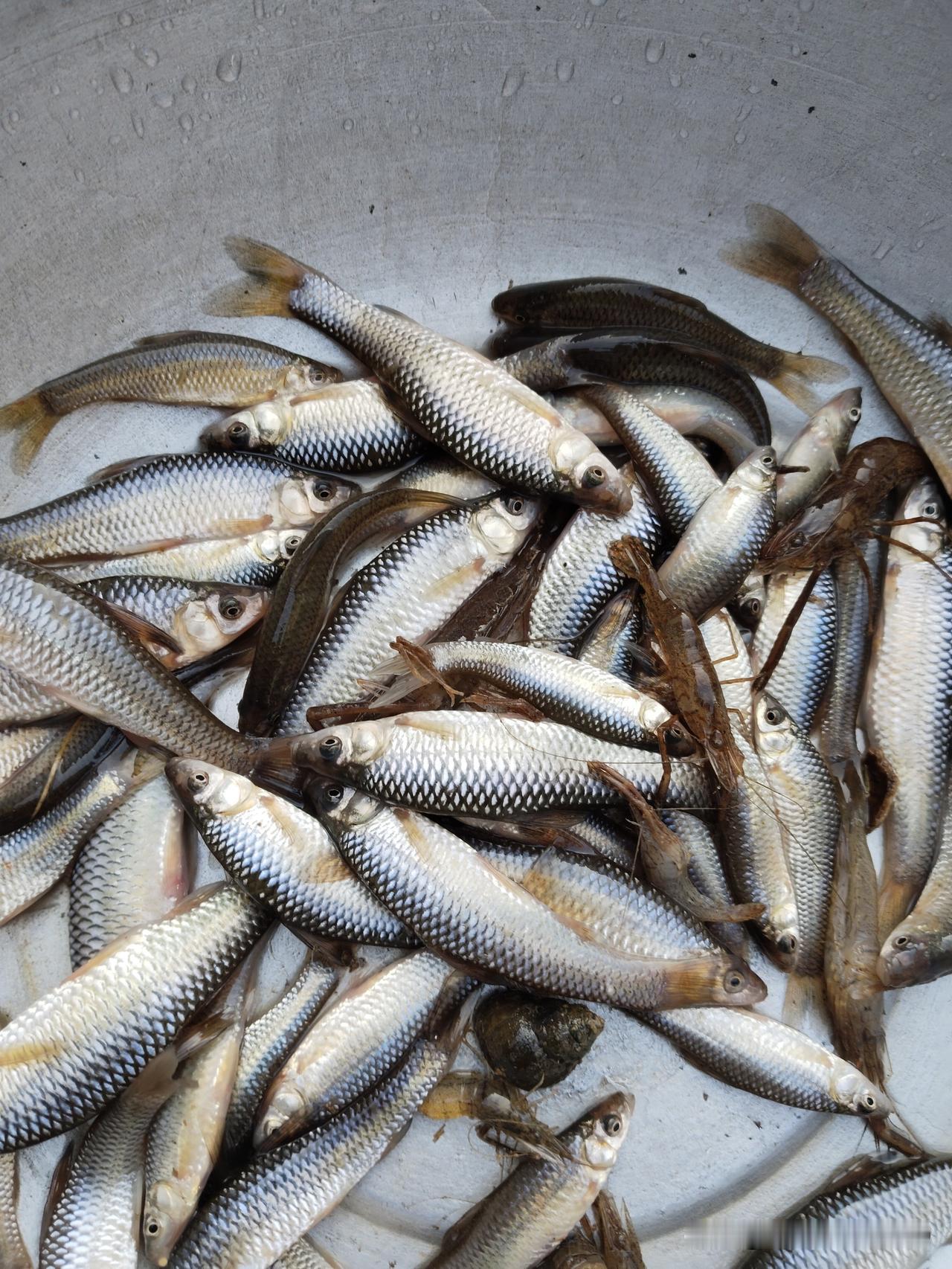 冬日生活打卡季在我们湖北，小鱼小虾都吃不完，小鱼炒我们这里的特色小酸菜白花，又酸