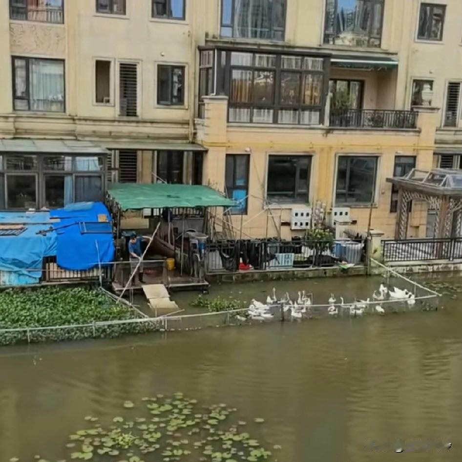看看人家适应能力多强，从种菜变成养鸭子了，生活气息足鸭子问题没有旁边水葫芦大，