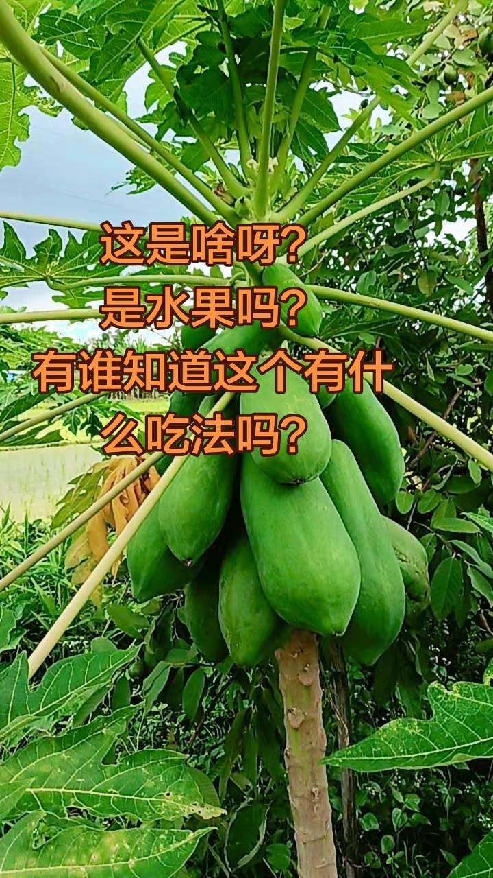 这是啥呀？是水果吗？有谁知道这个有什么吃法吗？农村自家种植果园果树种植
