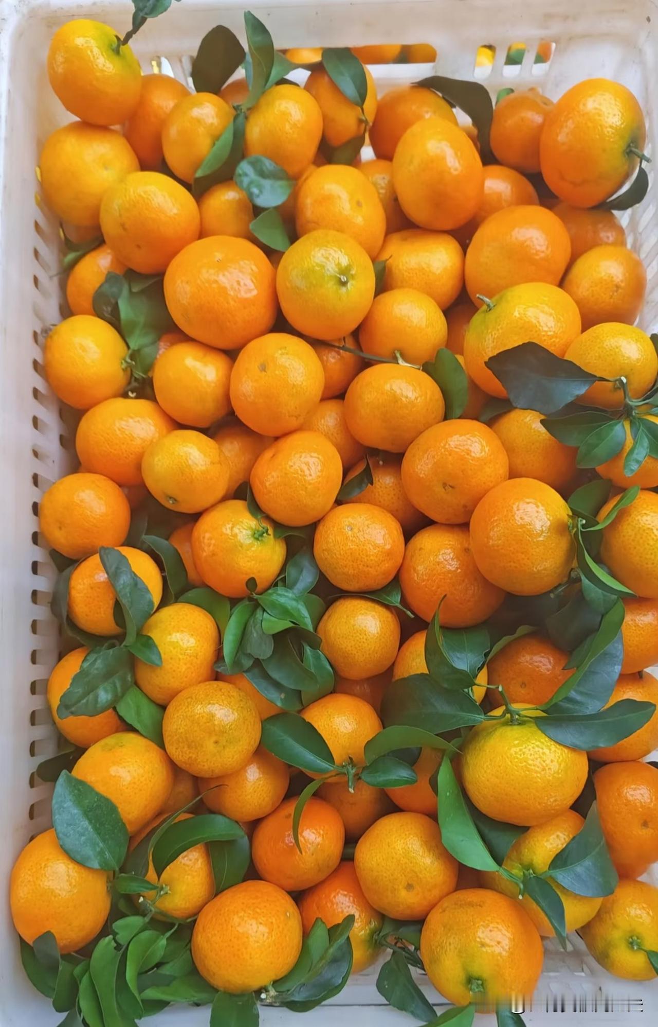 我有个种果的朋友说，他们那儿专门种砂糖橘。他跟我透了点底：树上的果子看着红，