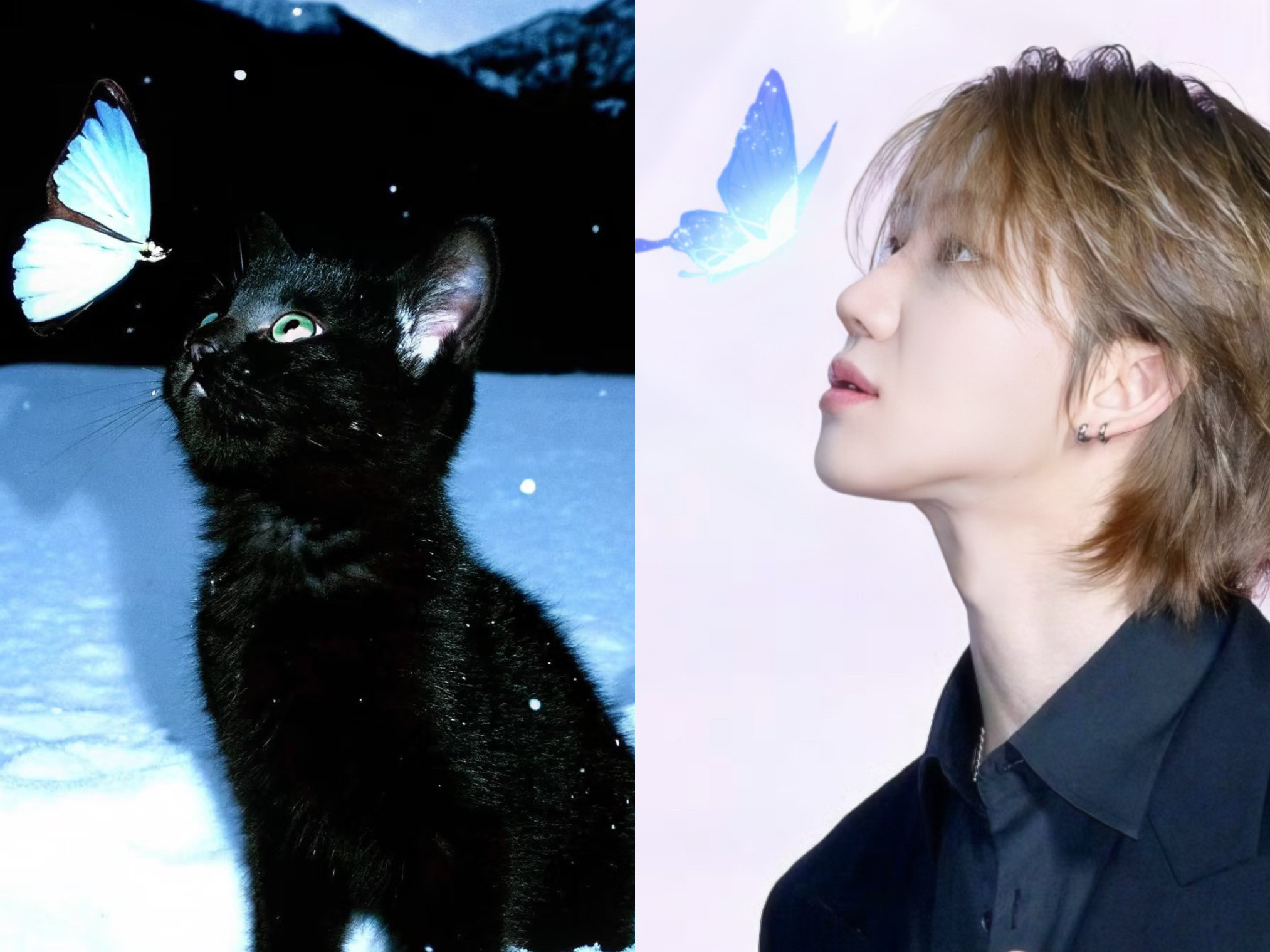 这张新闻图好漂亮像小猫🥺🥺​​​