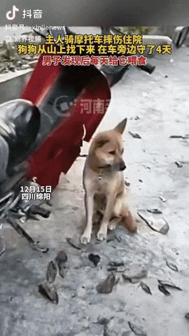 绵阳一只小狗守着摩托车四天不走，路人每天送饭才把它留住。原来车主骑车摔伤住院，