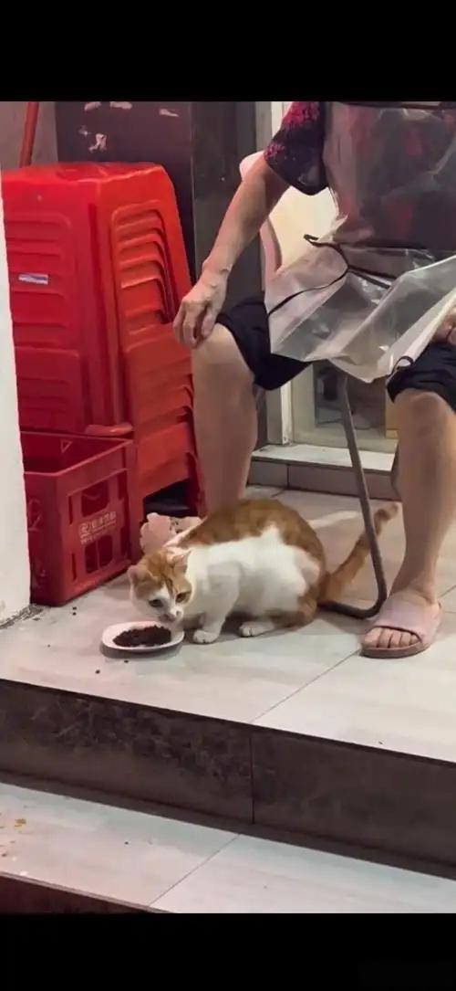 我曾遇一只流浪橘猫，它总在黄昏蹲守巷口。我投食时，它不争抢，只轻蹭我掌心，琥珀色